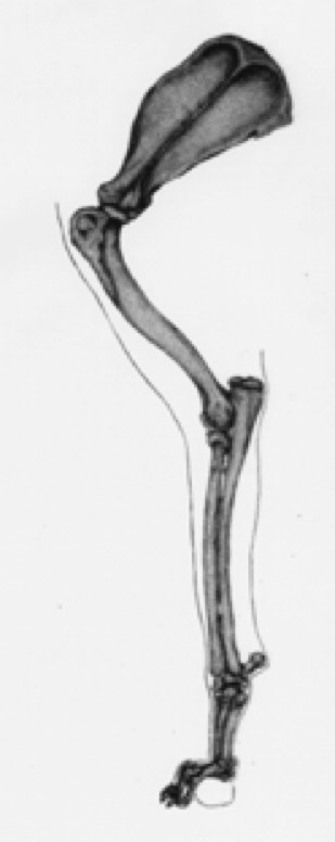 Canine conformation - upper arm